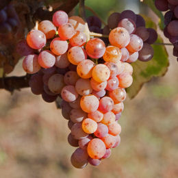 Grape Vine Chasselas ros